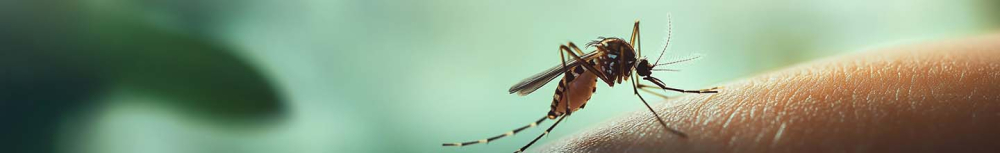 Quelles piqûres d'insectes ressemblent à des boutons ?