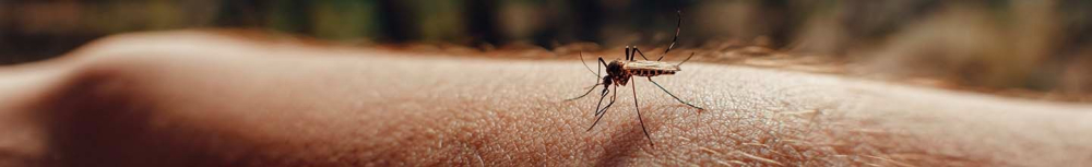 Quelle est l'odeur que les moustiques détestent ?