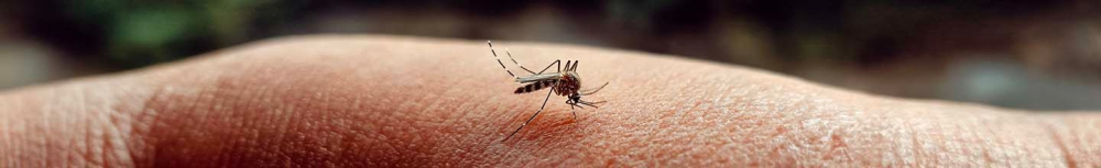 Quel est le piège à moustique le plus efficace ?