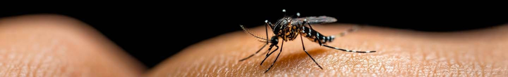 Quelle est la meilleure protection contre les moustiques ?