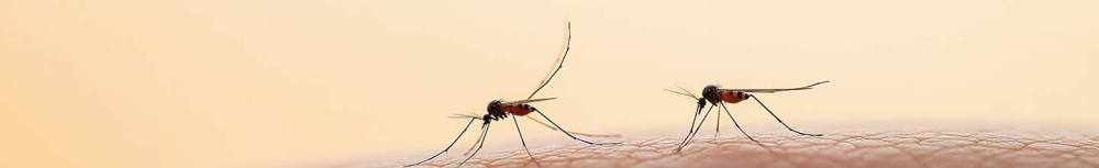 Comment identifier une piqûre d'insecte ?