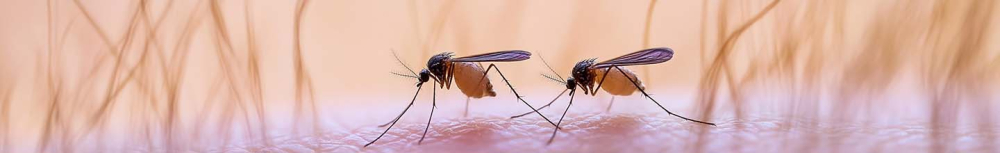 Comment savoir par quoi on a été piqué ?