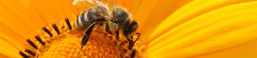 Quelle propolis pour la peau ?