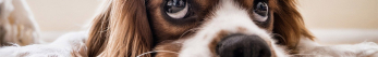 Anti-inflammatoire pour chien : ce qui est possible, ce qui est interdit