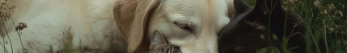 Comment déstresser un chien naturellement ?