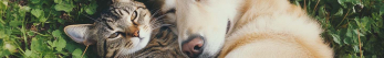 Quel médicament pour le stress du chien ?