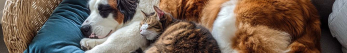 Comment faire pour rassurer un chat ?