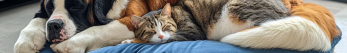 Quels sont les symptômes d'un chat stressé ?
