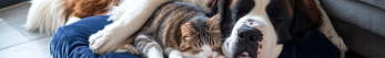 Comment faire pour qu'un chat arrête de stresser ?