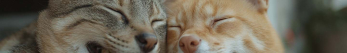 Comment fonctionne le cachet Anti-puce chien ?