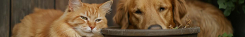 Quelles sont les meilleures pipettes Anti-puces pour chien ?