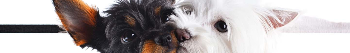 Quel est le meilleur produit contre les puces pour les chiens ?