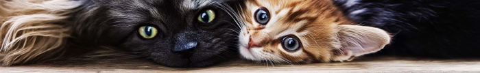Combien de temps puis-je caresser mon chat après un traitement contre les puces ?