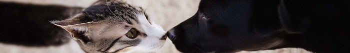 Quel fréquence vermifuger chien adulte ?