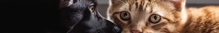 Où se cache les puces de chat ?