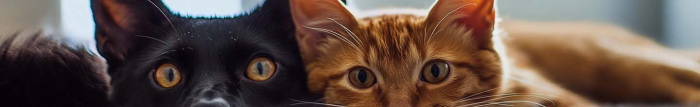 Puis-je brosser mon chat après un traitement contre les puces ?