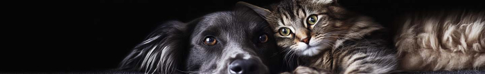 Tous les chiens doivent-ils être vermifugés ?
