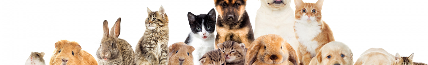 Animal stressé