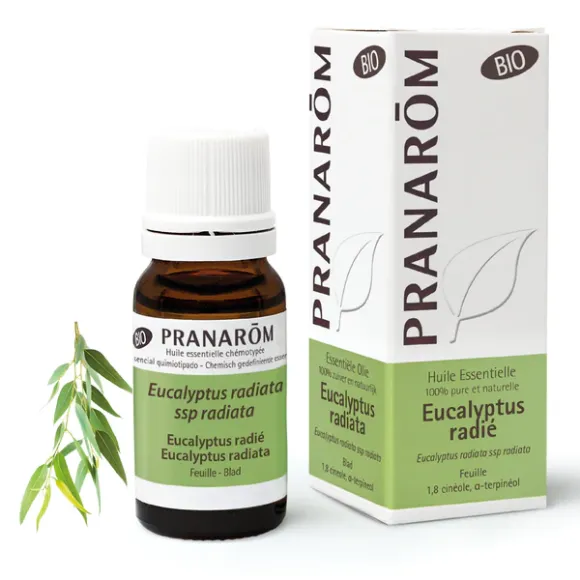 Huile essentielle d'Eucalyptus radié bio Pranarôm - flacon de 30 ml